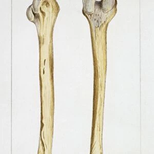 Illustration of human bones, femur