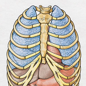 Internal Anatomy of Human Ribcage showing Lungs, Liver, Stomach and Kidney