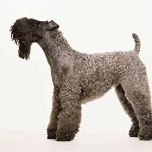A Kerry blue terrier with a grey curly coat, a short tail, and a thick black long beard, on all fours, side-on