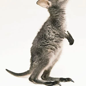 Macropus rufogriseus (Red-necked wallaby, Bennetts wallaby). Family Macropodidae. Four-month-old male. Right side view