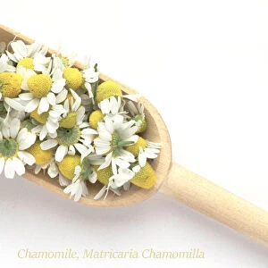 Medicinal Plant. Matricaria Chamomilla (synonym: Matricaria Recutita). Chamomile. Camomile. Italian Camomilla. German Chamomile. Blossoms
