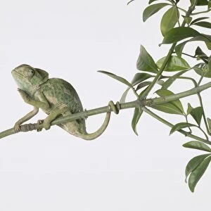 Mediterranean Chameleon (Chamaeleo chamaeleon) perched on green leafy branch, side view