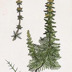 Myriophyllum verticillatum, Whorled Water-Milfoil