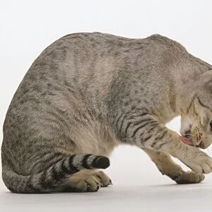Oriental Spotted Tabby cat licking paw