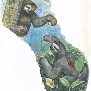 Pale-throated sloth Bradypus tridactylus, illustration