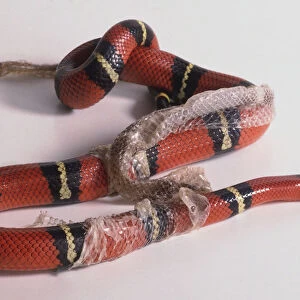 Red snake with black and gold hoops shedding its skin