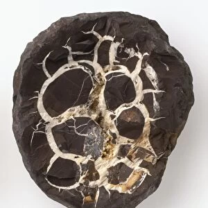 Septarian concretion or Septarian Nodule in claystone, close-up