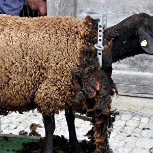 Sheep. ballenberg Museum. switzerland