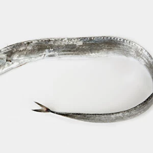 Silver scabbard fish, close-up