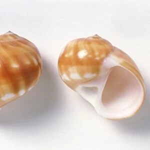 Starry moon shell (Natica stellata), shells of sea snail