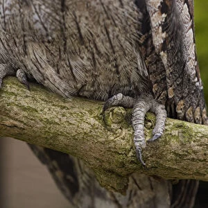 Tawny Frogmouth (Podargus strigoides), feet on branch showing talons