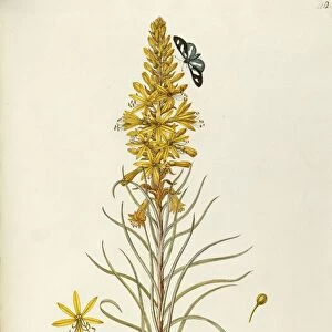 Yellow Asphodel or Kings Spear (Asphodeline lutea Reichb), Liliaceae by the School of Giovanni Antonio Bottione, watercolor, 1781-1802