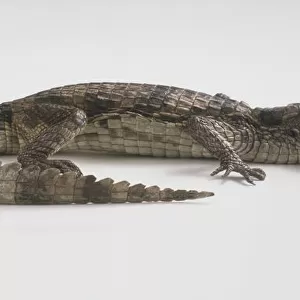Young Caiman (Caiman crocodilus), mouth slightly open showing rows of teeth, tail curled inward, side view