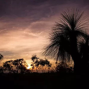 Australian bush at sunset