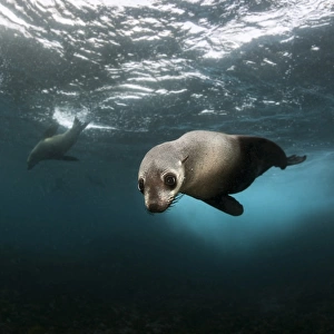 Australian fur seal pup at Montague Island