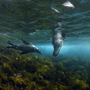 Australian fur seals in sea grass