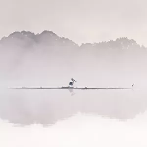 Australian Pelican in the early morning fog