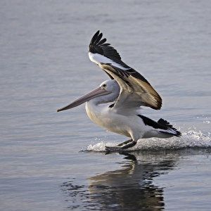 Australian Pelican landing on water, Pelecanus conspicillatus, Kangaroo Island, Australia