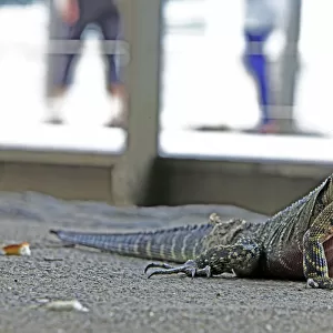 Australian Water Dragon in Brisbanes Central Business District