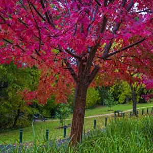 Autumn colours, Hepburn Springs, Victoria, Australia