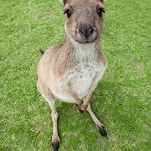 A baby kangaroo looking at the camera