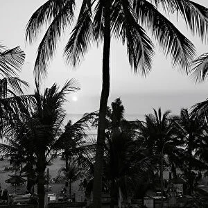 Bali Palms