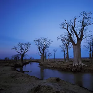 Baobab Trees and Stream