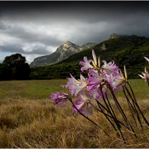 Belladonna Lillies flowering in a field with mount Strzelecki in the Background. Flinders Island, Tasmania