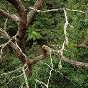Birds view of an old tree, tree ferns and other plants in the warm temperate rainforest