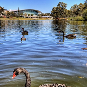 Black Swans at River Torrens with Adelaide Convention Centre in the Background, Elder Park, Adelaide, South Australia