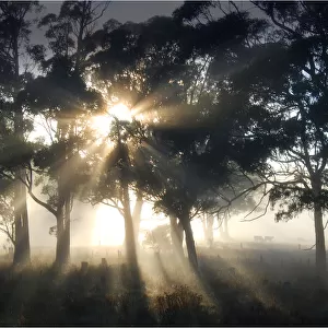 Blissful morning near Paradise, Central Tasmania, Australia