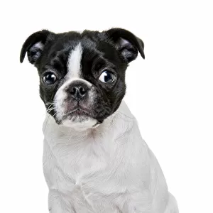 Boston Terrier Puppy looking at the camera on white backdrop