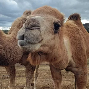 Camel Portrait