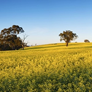canola crop with morning light