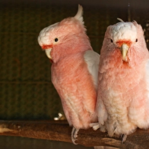 Close up of galahs sitting on branch
