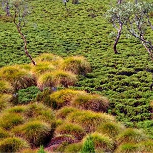 Coral ferns, Cradle mountain, central Tasmania