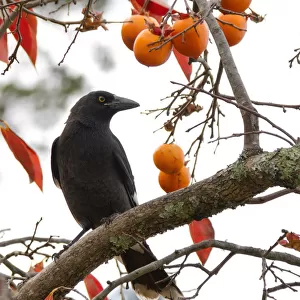 Currawong in a Persimmon Tree
