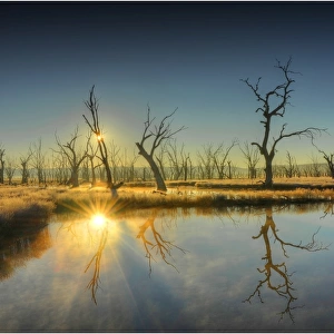 A dawn sunstar in the Winton wetlands near Benalla, central Victoria