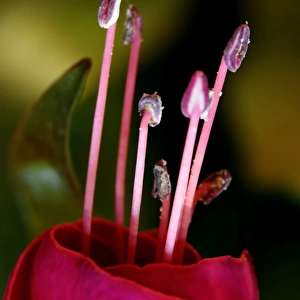 Deep pink flower