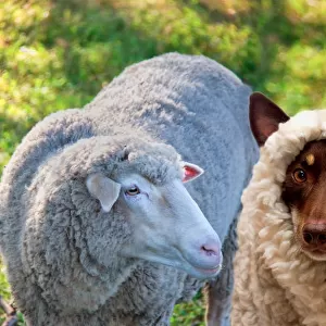 A dog disgused as a sheep