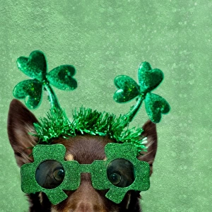 Dog dressed for St Patricks Day