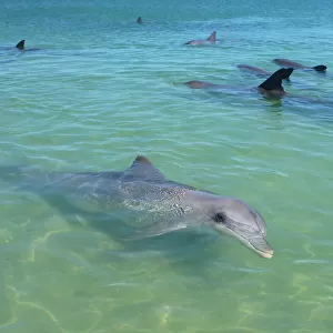 Dolphins and Porpoise