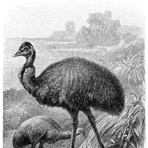 Emu bird in Australia illustration 1897