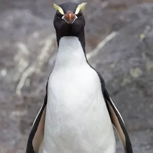 Erect-crested Penguin (Eudyptes sclateri)