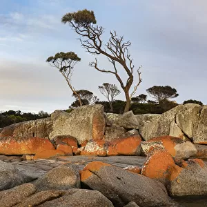 Eucalyptus Trees on a Granite Headland