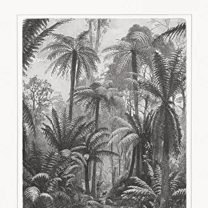Fern forest in South Australia, wood engraving, published in 1897