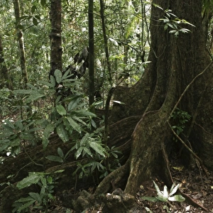 Fig tree (Ficus), Daintree National Park, Queensland, Australia