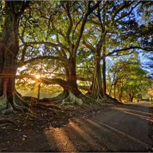 First light at the Moreton Bay fig-trees on New Farm road, Norfolk Island