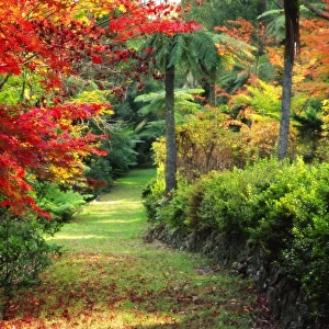 Footpath through garden in autumn