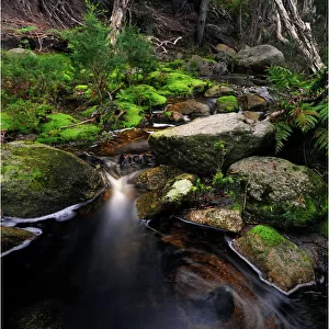 Fotheringate rainforest and creek in the foothills of the Strzelecki Ranges, Flinders Island, Bass Strait, Tasmania